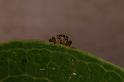 Lycidas_scutulatus_D7805_Z_89_North Stradbroke island_Australie